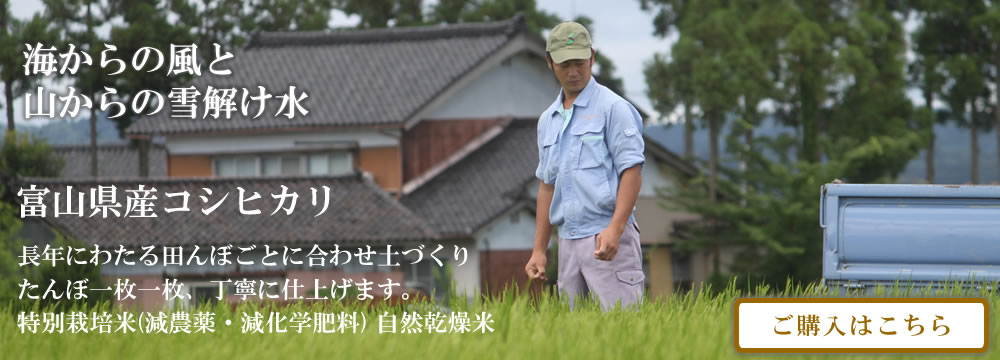 自然乾燥米 特別栽培米 富山コシヒカリ